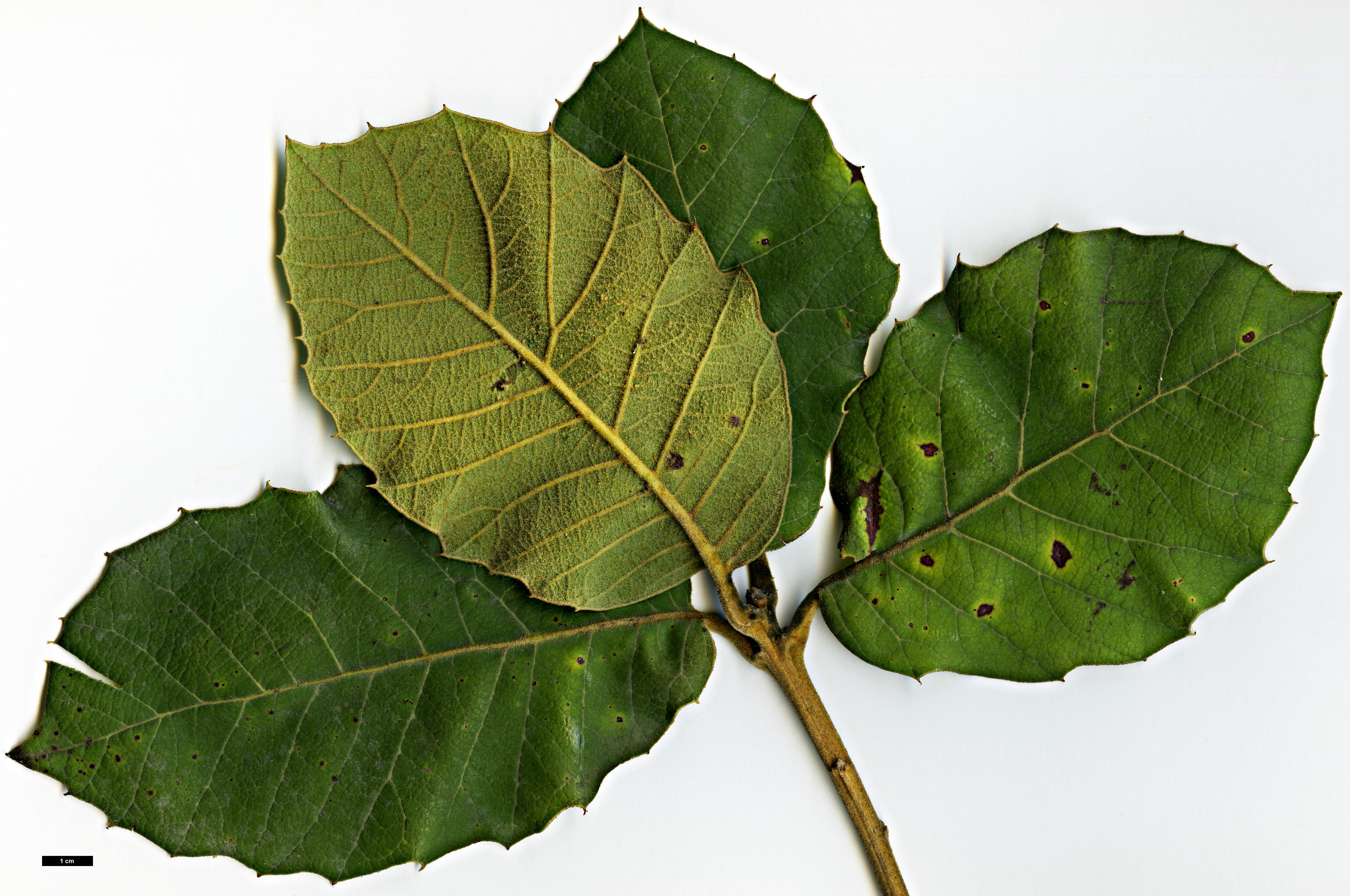 High resolution image: Family: Fagaceae - Genus: Quercus - Taxon: tarahumara